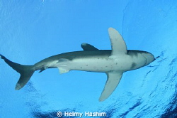 Red Sea, Egypt by Helmy Hashim 